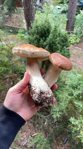 King Bolete