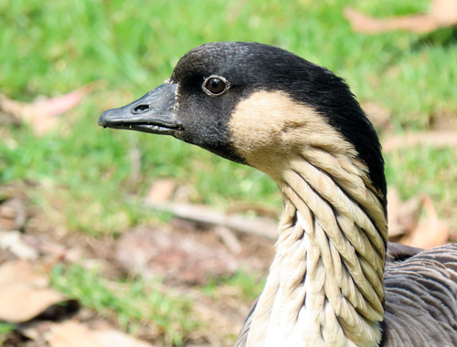 Branta sandvicensis observed 2026-09-19