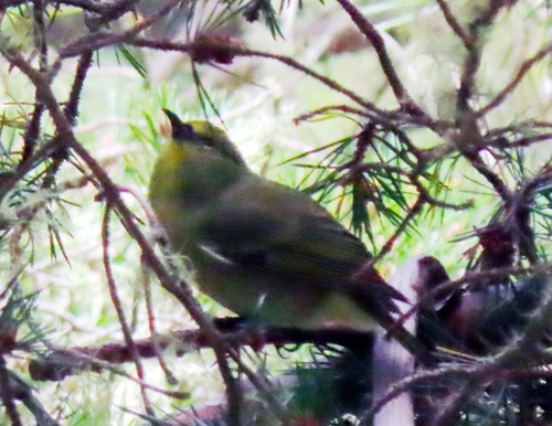 Chlorodrepanis virens observed 2026-09-19