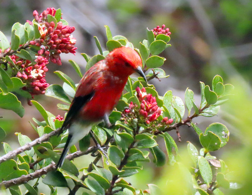 Himatione sanguinea observed 2026-09-19