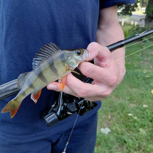 European Perch