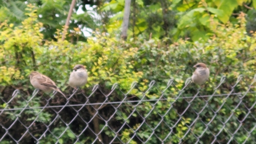 House Sparrow