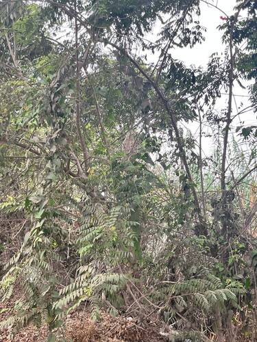 Senna spectabilis observed 2026-09-19