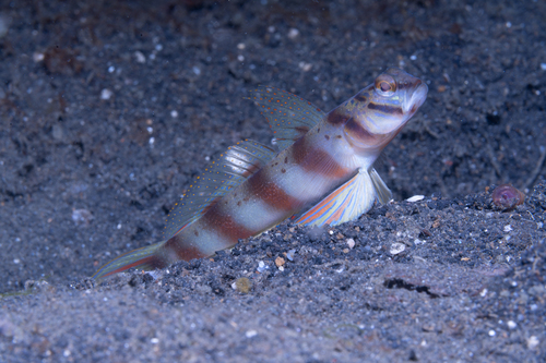 Amblyeleotris diagonalis observed 2026-09-12