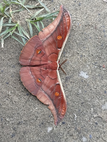 Assam silkmoth
