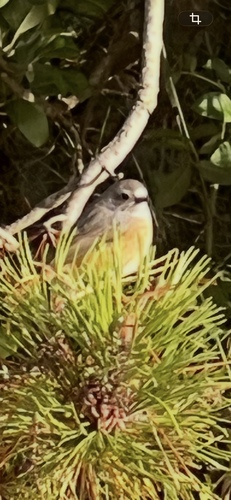Common Redstart