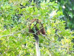 Plecturocebus cupreus