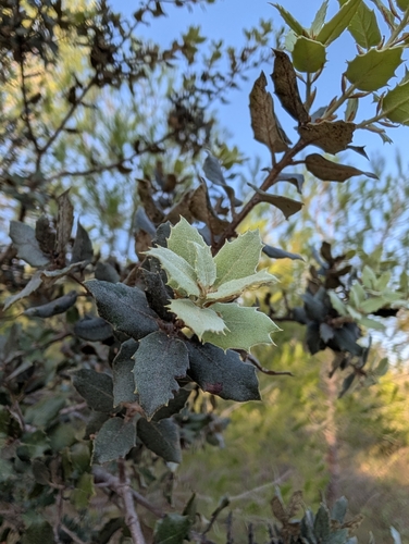 sweet acorn oak
