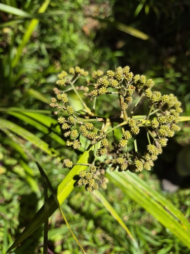 Hypolytrum nemorum observed 2026-09-20