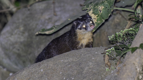 Javan Ferret-badger