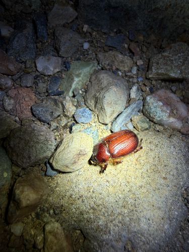 Carrot Beetle