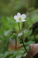 Anemonoides griffithii