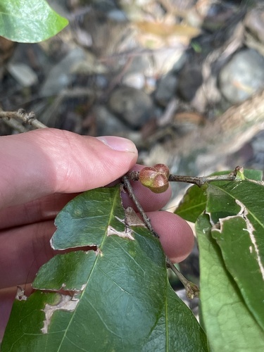 Cleistanthus observed 2026-09-20