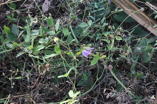 Centrosema molle, photograph 3