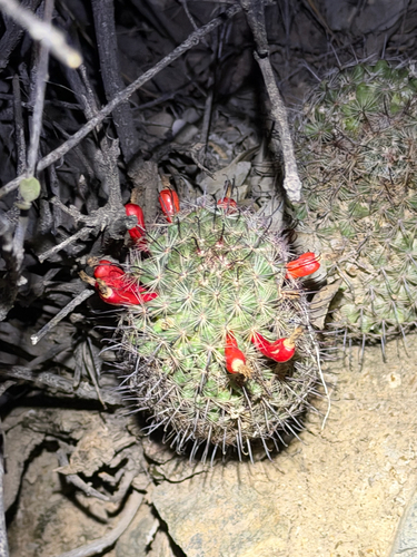 Graham's nipple cactus