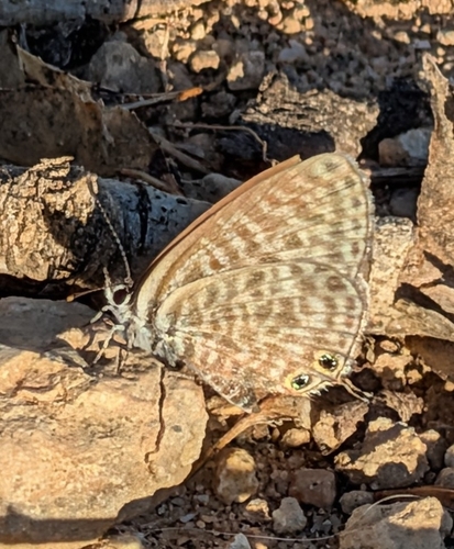 Lang's Short-tailed Blue