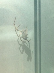 Araneidae