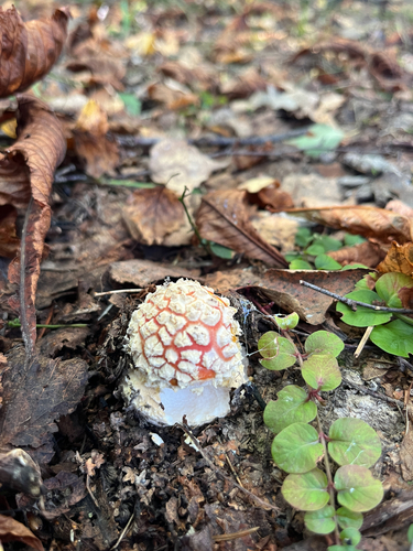 Fly Agaric