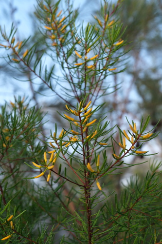 Persoonia virgata observed 2026-09-20