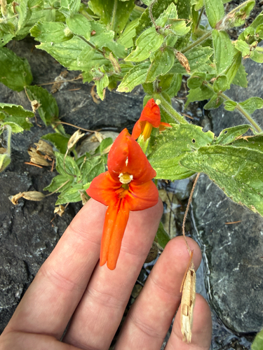 Erythranthe cardinalis, photograph 6