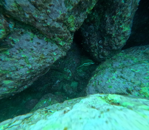 Canthigaster callisterna observed 2026-09-19