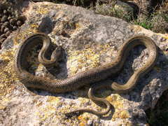 Macroprotodon mauritanicus