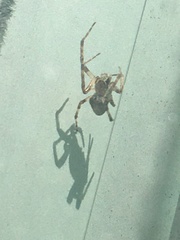 Araneidae