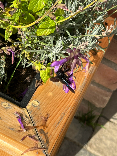 Xylocopa