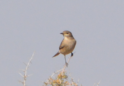 iNaturalist image