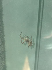 Araneidae
