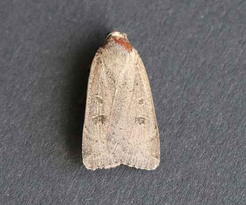 Lesser Yellow Underwing