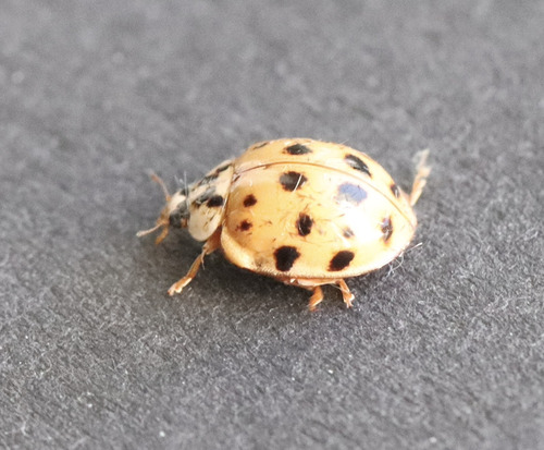 Asian Lady Beetle