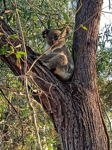 Koala