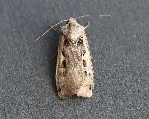Setaceous Hebrew Character