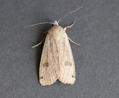 Large Yellow Underwing