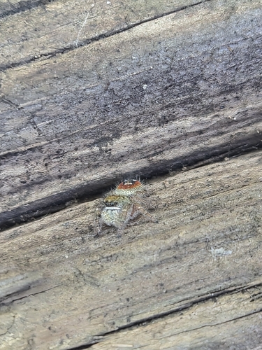 Johnson's Jumping Spider