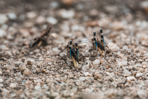 Pternoscirta caliginosa