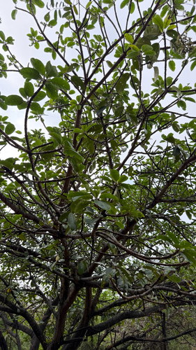 Ficus lutea
