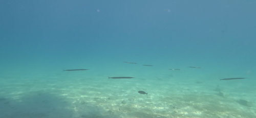 Garfish