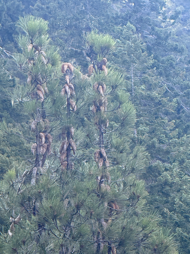Pinus attenuata