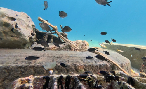 Mediterranean Damselfish