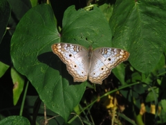 Anartia jatrophae