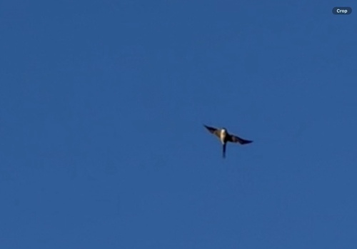 European Red-rumped Swallow