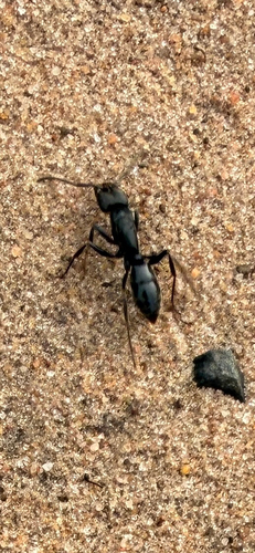 African stink ant photo 5