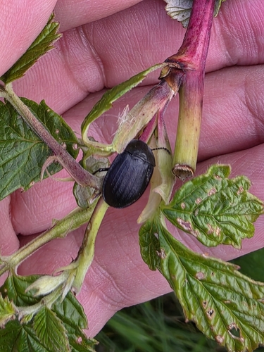 Black snail beetle