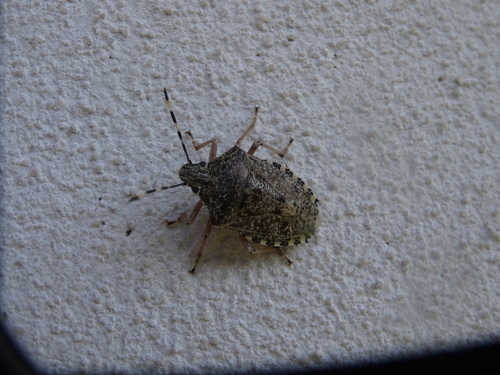 Mottled Stink Bug