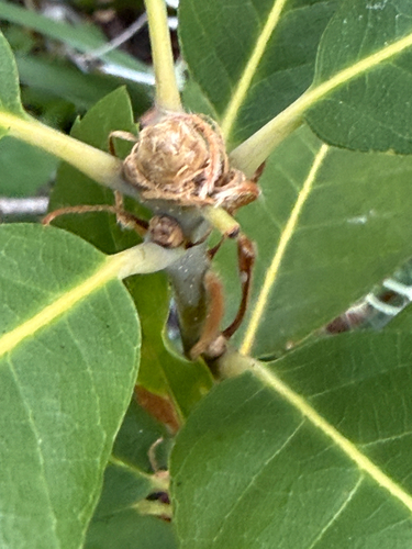 Quercus sadleriana, photograph 2