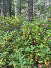Quercus sadleriana