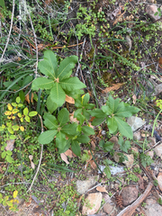 Quercus sadleriana, photograph (c) Max Miley, some rights reserved (CC BY)