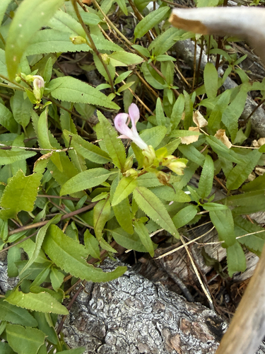 Pedicularis racemosa, photograph 3